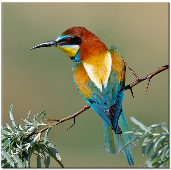 canvas-leinwandbild, blau, braun, grun, tiere, voegel, vogel-fische-insekten