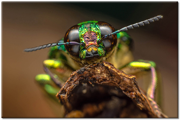 canvas-leinwandbild, braun, grun, tiere, vogel-fische-insekten