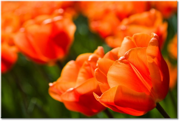 canvas-leinwandbild, blumen, grun, orange