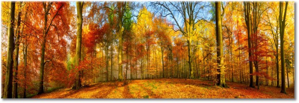 canvas-leinwandbild, baeume, braun, herbst, landschaft, orange, waelder, walder