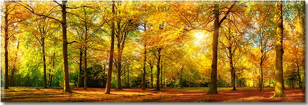 canvas-leinwandbild, baeume, braun, grun, herbst, landschaft, orange, sonne, waelder, walder