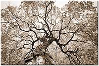 Farbversion: sepia