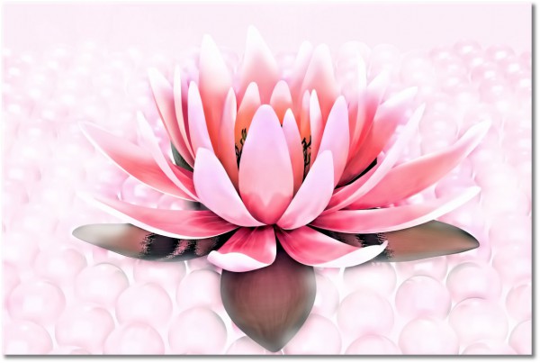 canvas-leinwandbild, abstrakt-fantasie, blumen, grau, lotus, pink, rot, weiss