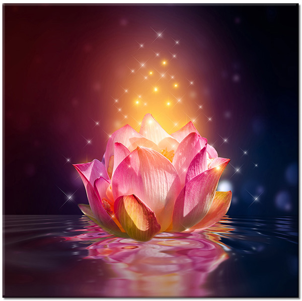 canvas-leinwandbild, abstrakt-fantasie, blumen, feng-shui-zen, gelb, lotus, pink, schwarz, violett
