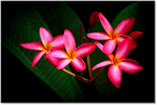 canvas-leinwandbild, blumen, grun, pink, rot, schwarz