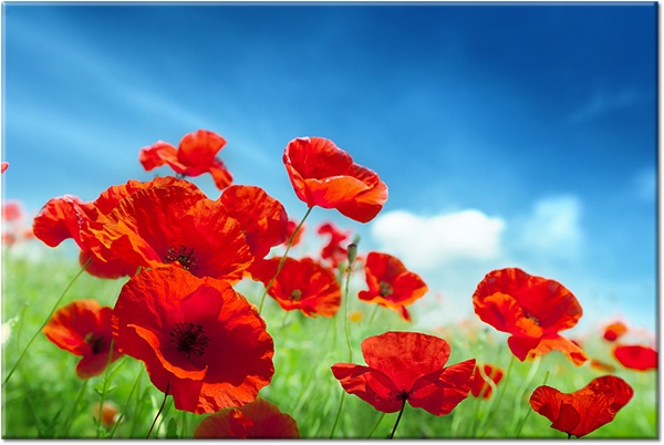 canvas-leinwandbild, blau, blumen, felder, grun, himmel, mohnblumen, rot, weiss