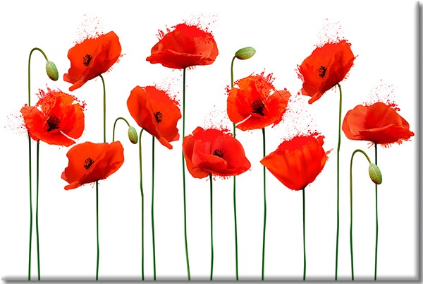 canvas-leinwandbild, blumen, grun, kunst, mohnblumen, rot, weiss, zeitgenoessische-kunst