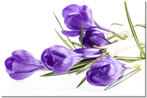 canvas-leinwandbild, blumen, safran, stillleben, violett, weiss