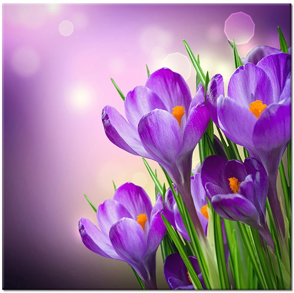canvas-leinwandbild, blumen, gelb, grun, safran, violett, weiss
