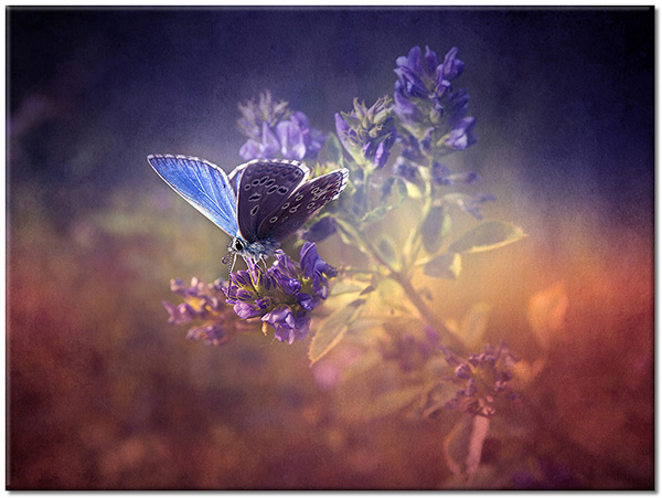 canvas-leinwandbild, blau, rot, schmetterlinge, tiere, violett, vogel-fische-insekten