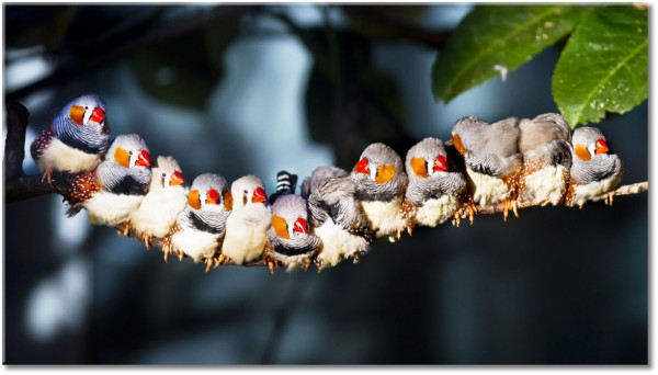 canvas-leinwandbild, beige, bunt, grau, grun, lustig, orange, rot, tiere, voegel, vogel-fische-insekten