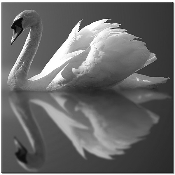 canvas-leinwandbild, grau, schwaene, spiegelung, symmetrie, tiere, voegel, vogel-fische-insekten, weiss