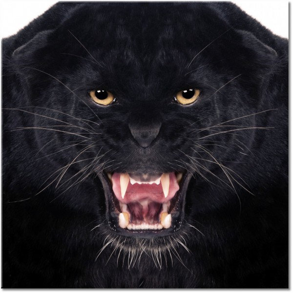 canvas-leinwandbild, schwarz, tiere, wildtiere
