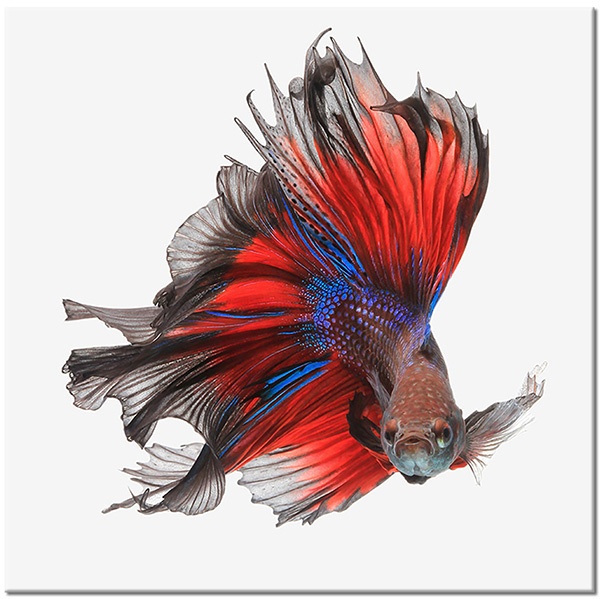 canvas-leinwandbild, betta, blau, braun, fisch, grau, rot, tiere, violett, vogel-fische-insekten