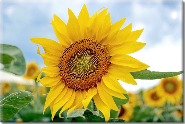 canvas-leinwandbild, blau, blumen, gelb, grun, sonnenblume, weiss