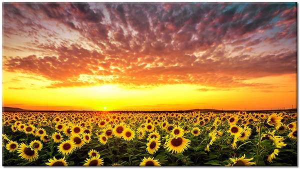 canvas-leinwandbild, andere-landschaften, blau, blumen, braun, felder, gelb, grau, grun, himmel, landschaft, orange, schwarz, sonne, sonnenaufgang, sonnenblume, sonnenuntergang, violett, wolken