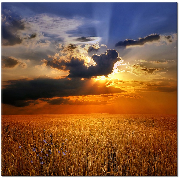 canvas-leinwandbild, andere-landschaften, blau, braun, felder, gelb, grau, himmel, landschaft, orange, sonne, violett, weizen, wolken
