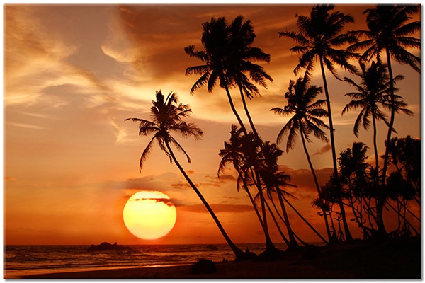 canvas-leinwandbild, andere-landschaften, baeume, beige, gelb, himmel, landschaft, meer, meer-wasserfalle-seen, orange, palmen, schwarz, silhouetten, sonne, sonnenaufgang, sonnenuntergang, strand, wolken