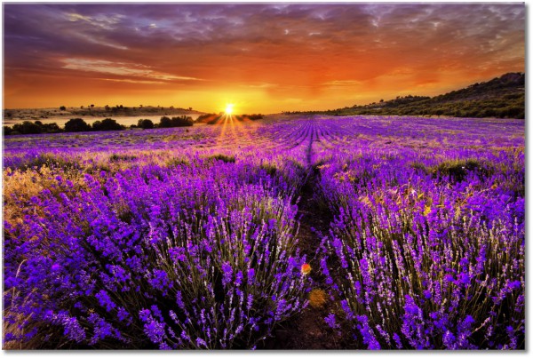 canvas-leinwandbild, andere-landschaften, braun, felder, himmel, landschaft, lavendel, orange, sonne, sonnenuntergang, violett, wolken