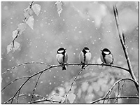Farbversion: schwarz-weiss