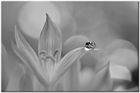 Farbversion: schwarz-weiss
