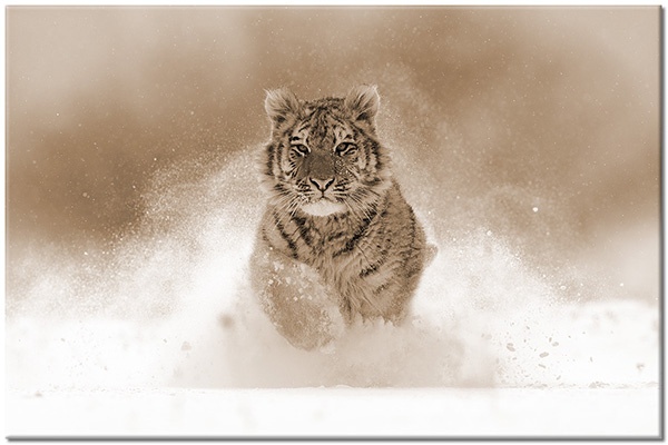 canvas-leinwandbild, braun, grau, orange, schnee, tiere, tiger, weiss, wildtiere