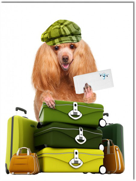 canvas-leinwandbild, grun, hunde, hunde-katzen, lustig, orange, sonstiges, tiere, tourismus, verschiedene, weiss