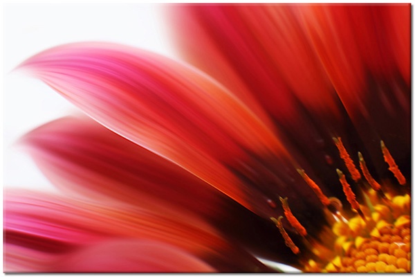 canvas-leinwandbild, bluetenblaetter, blumen, gelb, grau, orange, rot, schwarz, weiss