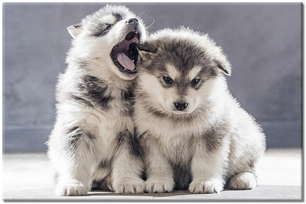 canvas-leinwandbild, grau, hunde, hunde-katzen, malamute, schwarz-weiss, tiere, weiss