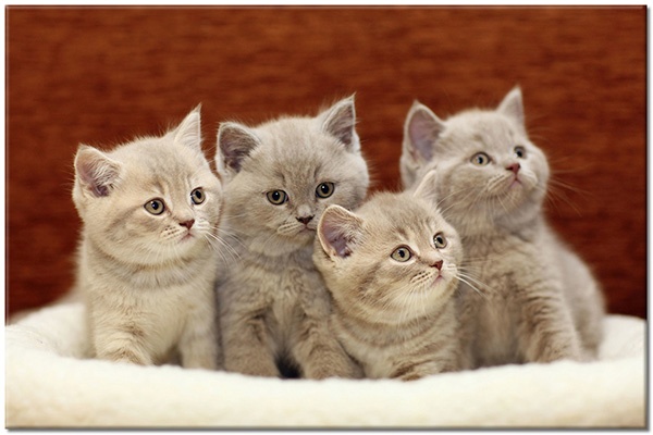 canvas-leinwandbild, beige, braun, grau, hunde-katzen, katzen, lustig, orange, tiere, weiss