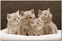Farbversion: sepia