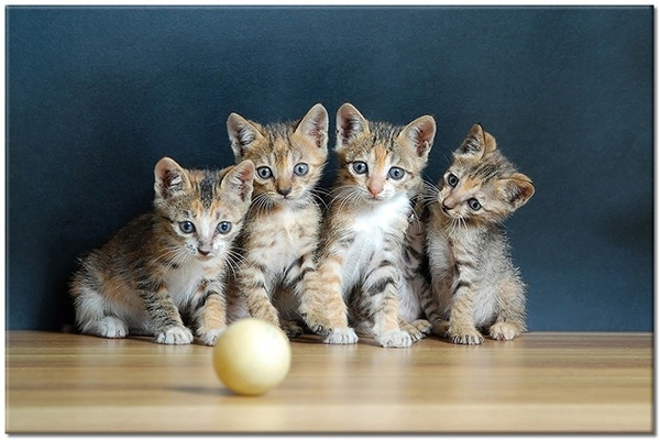canvas-leinwandbild, blau, braun, gelb, hunde-katzen, katzen, lustig, tiere