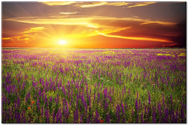 canvas-leinwandbild, andere-landschaften, felder, gelb, grun, himmel, landschaft, lavendel, mohnblumen, orange, sonne, sonnenaufgang, sonnenuntergang, violett, wolken