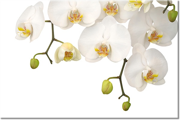 canvas-leinwandbild, blumen, grun, weiss