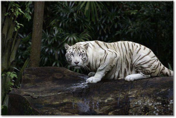 canvas-leinwandbild, beige, grun, schwarz, schwarz-weiss, tiere, tiger, weiss, wildtiere