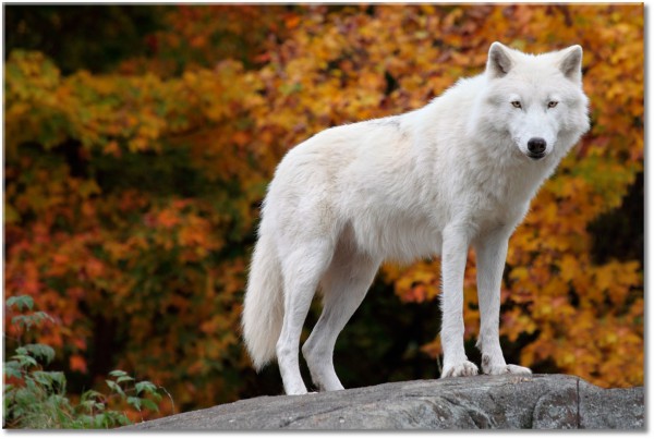 canvas-leinwandbild, grau, herbst, orange, schwarz, sepia, tiere, weiss, wildtiere, woelfe