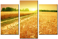 Leinwandbild 3 Teile