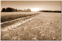 Farbversion: sepia