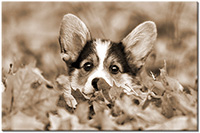 Farbversion: sepia