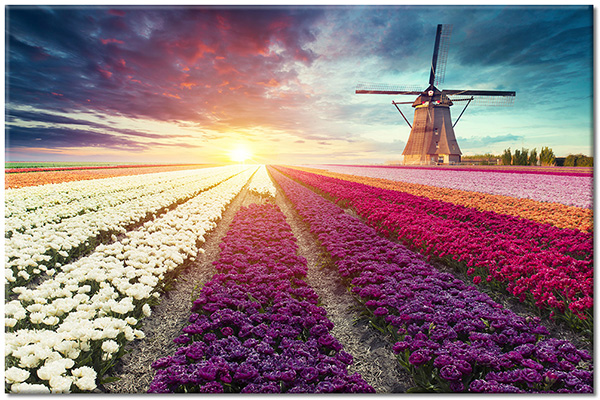 canvas-leinwandbild, andere-landschaften, blau, blumen, braun, felder, himmel, landschaft, muehle, pink, sonne, sonnenaufgang, tulpen, violett, weiss, wolken