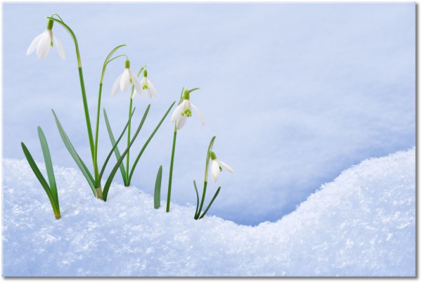 canvas-leinwandbild, blumen, grun, weiss