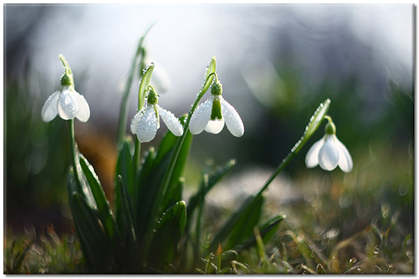 canvas-leinwandbild, blumen, fruehling, gelb, schneegloeckchen, tau, weiss