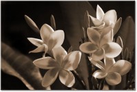 Farbversion: sepia
