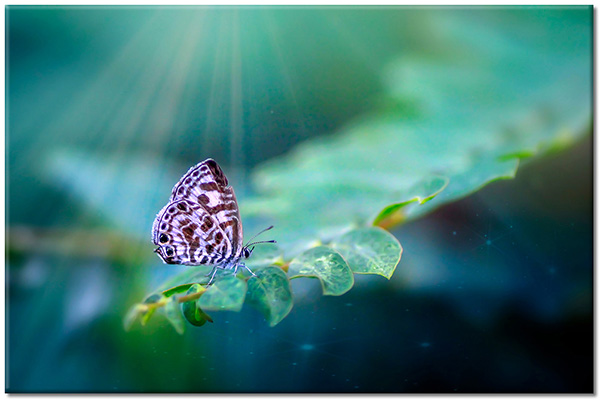 canvas-leinwandbild, blau, cyan, grun, tiere, violett, vogel-fische-insekten