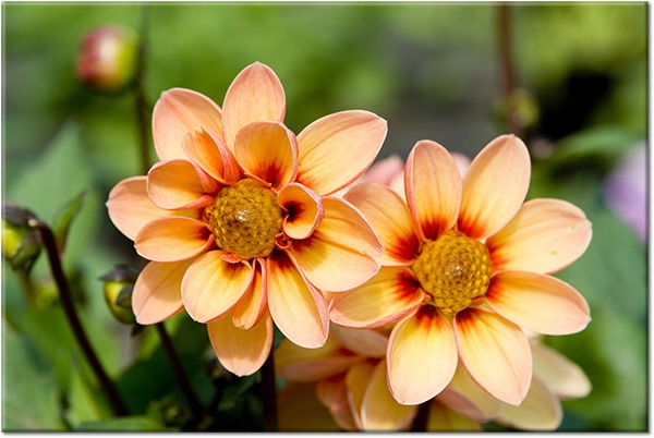 canvas-leinwandbild, blumen, fruehling, gelb, grun, orange