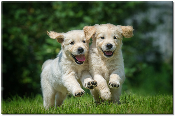 canvas-leinwandbild, beige, golden-retriever, grun, hunde, hunde-katzen, kinder, tiere