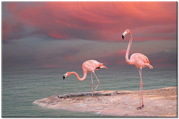 canvas-leinwandbild, beige, blau, braun, flamingo, grau, himmel, meer, orange, pink, rot, tiere, violett, voegel, vogel-fische-insekten, wolken