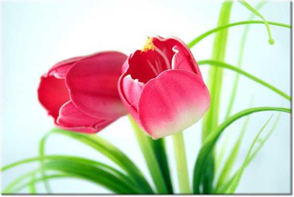 canvas-leinwandbild, blumen, grun, pink, rot, weiss