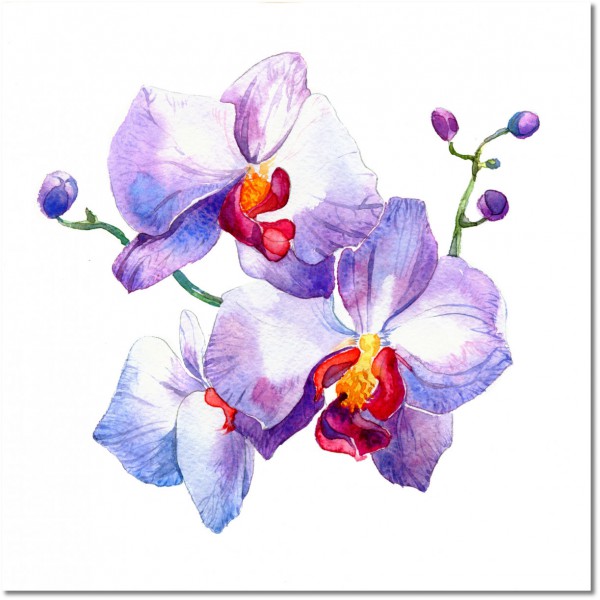 tableau sur toile, blanc, fleurs, nature-morte-autres-peintures, peintures, rouge, violet