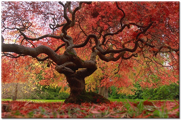 tableau sur toile, arbres, automne, fleurs, marron, orange, rouge, vert